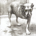 Alice In Chains - Alice In Chains (Vinyl LP)