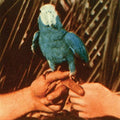 Bird, Andrew - Are You Serious (Vinyl LP)