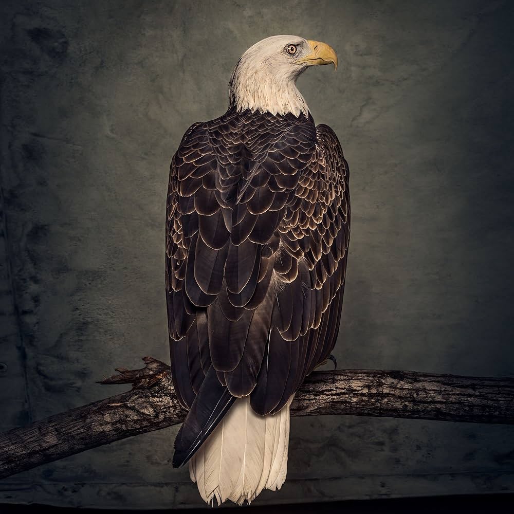 Clutch - Book of Bad Decisions (Vinyl LP)