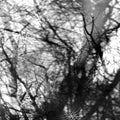 Grouper - Way Their Crept (Vinyl LP)