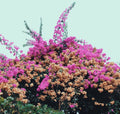 Jay Som - Turn Into (Vinyl LP)