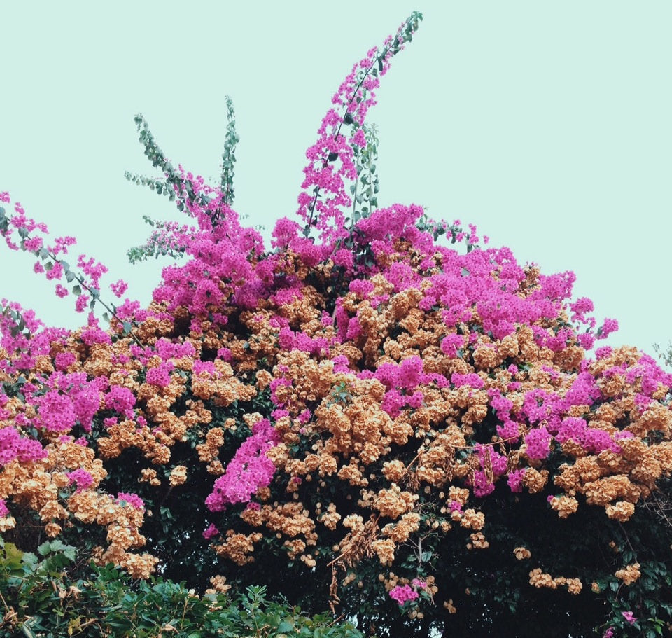 Jay Som - Turn Into (Vinyl LP)
