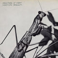 Barnett, Courtney - Creatures Of Habit (Vinyl LP)
