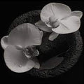 Patton, Mike - Corpse Flower (Vinyl LP)