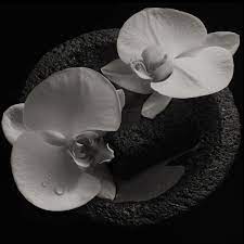 Patton, Mike - Corpse Flower (Vinyl LP)