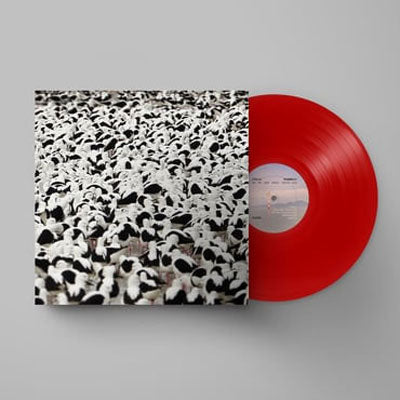 Donnelly, Stella - Flood (Limited Edition Opaque Red Vinyl) (Vinyl LP)