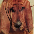 Segall, Ty - Goodbye Bread (Vinyl LP)