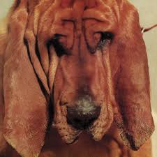 Segall, Ty - Goodbye Bread (Vinyl LP)