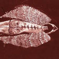 Cerberus Shoal - Homb (Rouge) (Anniversary) (Vinyl LP)