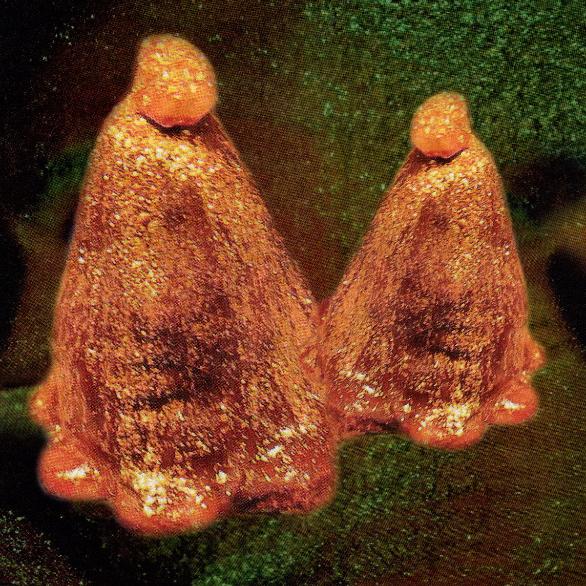 Black to Comm - Oocyte Oil & Stolen Androgens (Vinyl LP)