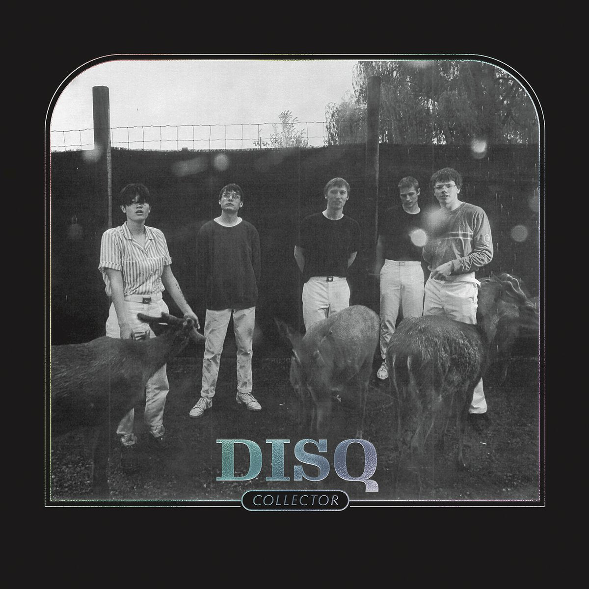 Disq - Collector (Vinyl LP)